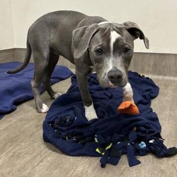 Matilda -  Pit Bull Terrier Dog for Adoption in Pasadena, California - Matilda | PetCurious