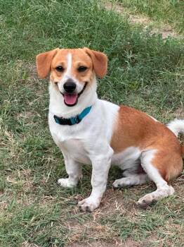 Prince -  Beagle Dog for Adoption in VERNON ROCKVL, Connecticut - Prince | PetCurious
