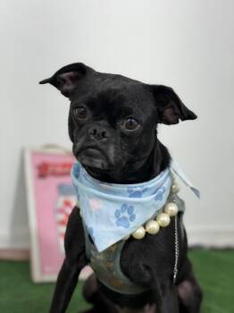 Matilda-One of our Amazing Rescue Dogs -  Pug and Mixed Breed Dog for Adoption in Carlsbad, California - Matilda-One Of Our Amazing Rescue Dogs | PetCurious
