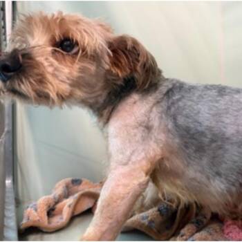 Uncle Sherlock -  Yorkshire Terrier Dog for Adoption in New York, New York - Uncle Sherlock | PetCurious