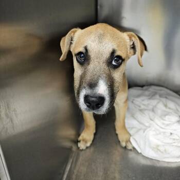 Mixed Breed Dogs Available for Adoption in Martinsville, Virginia - Nibs | PetCurious