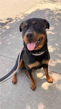 COFFEE -  Rottweiler Dog for Adoption in Fremont, California - COFFEE | PetCurious