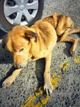 Labrador Retriever Dogs Available for Adoption in Randolph, Massachusetts - Frankie "The Frankfurter" | PetCurious