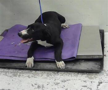 Labrador Retriever and Mixed Breed Dogs Available for Adoption in Houston, Texas - LOUISE | PetCurious