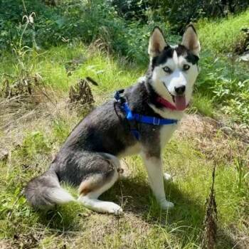 Snowflake -  Siberian Husky Dog for Adoption in Wheaton, Illinois - Snowflake | PetCurious
