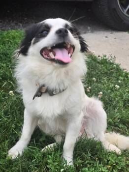 Bandit -  Pomeranian Dog for Adoption in Russiaville, Indiana - Bandit | PetCurious