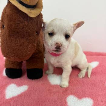 Chihuahua Dogs Available for Adoption - Skittles | PetCurious