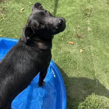 Pluto -  Black Labrador Retriever Dog for Adoption in Upper Township, New Jersey - Pluto | PetCurious