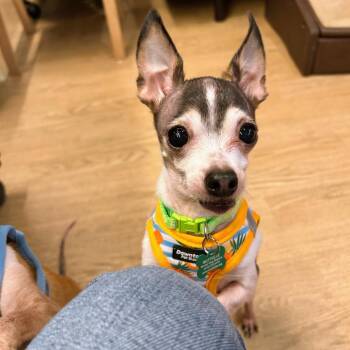 Silver 14252 -  Chihuahua Dog for Adoption in San Francisco, California - Silver 14252 | PetCurious