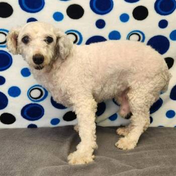 Poodle Dogs Available for Adoption in Benld, Illinois - Wyatt | PetCurious