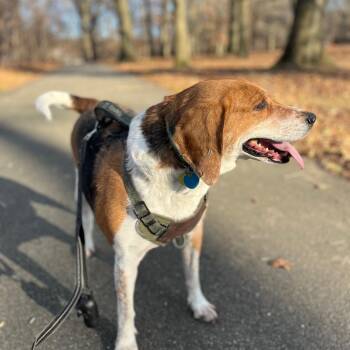 Tanner -  Hound Dog for Adoption in Briarcliff Manor, New York - Tanner | PetCurious