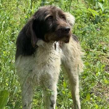 Rescue Wirehaired Pointing Griffon Dogs for Adoption in Santa Rosa, California - Suzie NEEDS FOSTER (Essie, Kentucky) | PetCurious