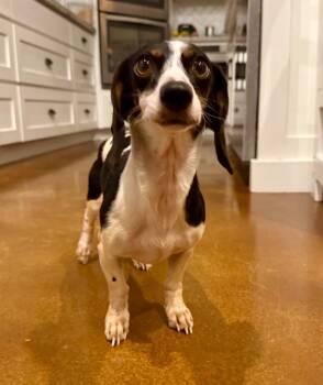 Dachshund Dogs Available for Adoption - Smokey | PetCurious