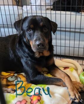 Rescue Rottweiler Dogs for Adoption in Biloxi, Mississippi - Beau | PetCurious