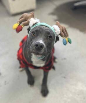 Rescue Pit Bull Terrier Dogs for Adoption in Eagle, Idaho - Autumn **Courtesy Post. Out Of Town Pet. See Below For Details** | PetCurious