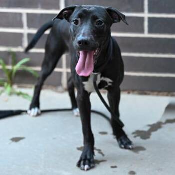 Mixed Breed Dogs Available for Adoption in Chamblee, Georgia - Baconator - IN FOSTER | PetCurious
