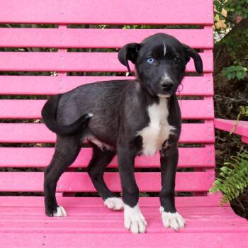 Farad -  Husky Dog for Adoption in Wake Forest, North Carolina - Farad | PetCurious