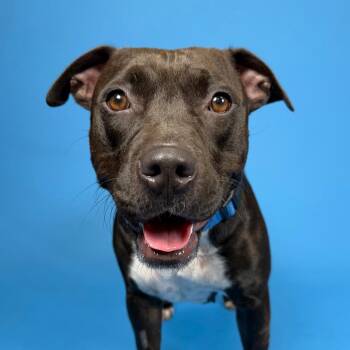 Chiquita -  Mixed Breed Dog for Adoption in West Palm Beach, Florida - Chiquita | PetCurious