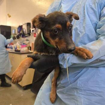 German Shepherd Dog and Mixed Breed Dogs Available for Adoption in Camarillo, California - A880320 | PetCurious