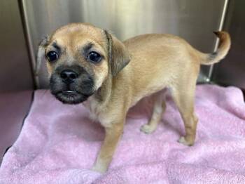 Pug and Chihuahua Dogs Available for Adoption in Tustin, California - GORDITA | PetCurious