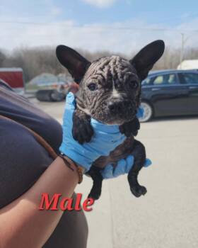 Boston Terrier and French Bulldog Dogs Available for Adoption - Minccino | PetCurious