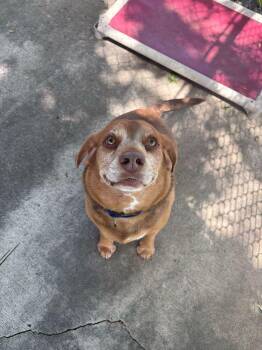 Beagle and Mixed Breed Dogs Available for Adoption in Bowling Green, Ohio - Bruno | PetCurious