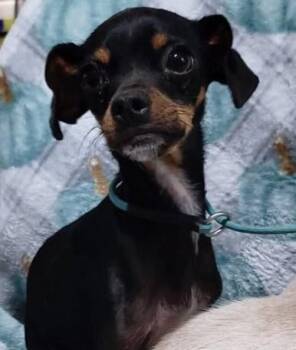 Rescue Chihuahua Dogs for Adoption - Stark | PetCurious