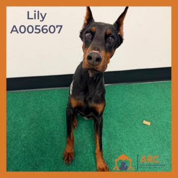Doberman Pinscher Dogs Available for Adoption - LILY | PetCurious