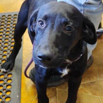 Rocky Road -  Labrador Retriever and Mixed Breed Dog for Adoption in Chicago, Illinois - Rocky Road | PetCurious