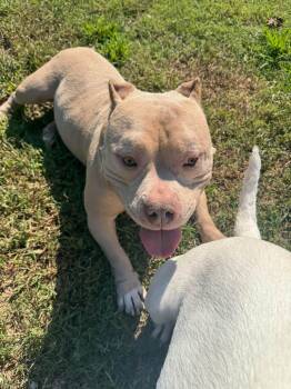 Tito -  Mixed Breed Dog for Adoption in Huntsville, Alabama - Tito | PetCurious