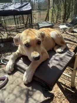 Labrador Retriever and Mixed Breed Dogs Available for Adoption - Cehlarik / Firefly | PetCurious