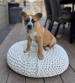 Cattle Dog and Mixed Breed Dogs Available for Adoption in Savage, Minnesota - Betty | PetCurious