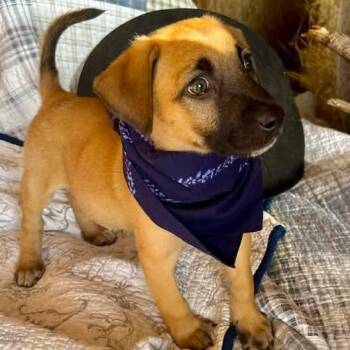 Sun -  German Shepherd Dog Dog for Adoption in Caldwell, Texas - Sun | PetCurious