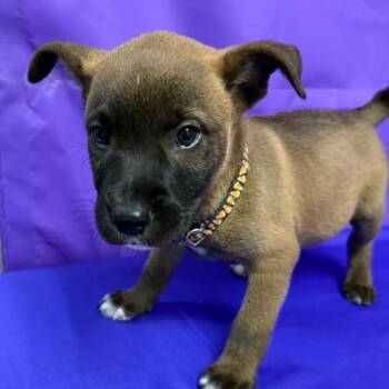 Burrito -  Labrador Retriever and Mixed Breed Dog Available for Adoption in North Myrtle Beach, South Carolina - Burrito | PetCurious
