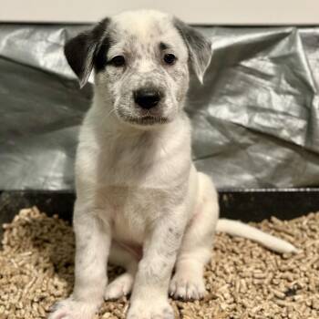 Randy Travis -  Australian Cattle Dog Blue Heeler and Mixed Breed Dog for Adoption in St. Peters, Missouri - Randy Travis | PetCurious