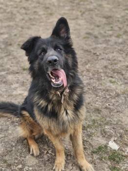 German Shepherd Dog Dogs Available for Adoption - STANLEY | PetCurious