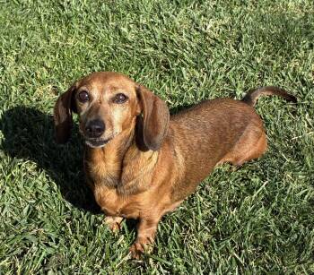 Breanne -  Dachshund Dog for Adoption in Hesperia, California - Breanne | PetCurious