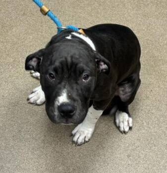 Son Son -  Mixed Breed Dog for Adoption in Chamblee, Georgia - Son Son | PetCurious