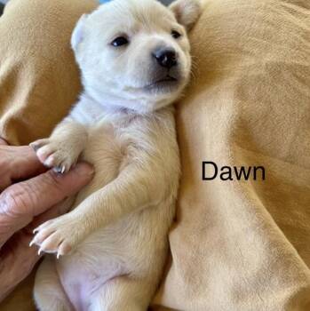 Dawn -  Chihuahua Dog for Adoption in Larkfield-wikiup, California - Dawn | PetCurious
