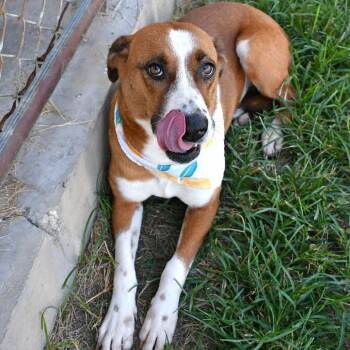 Sienna -  Mixed Breed Dog for Adoption in Beaumont, Texas - Sienna | PetCurious