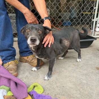 Manny -  Chihuahua Dog for Adoption in Ramona, California - Manny | PetCurious