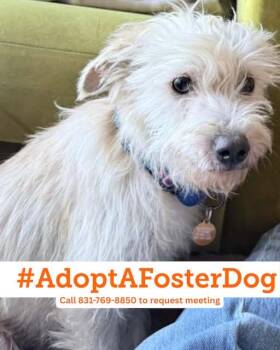 SCHUYLER -  Norfolk Terrier and Poodle Dog for Adoption in Salinas, California - SCHUYLER | PetCurious