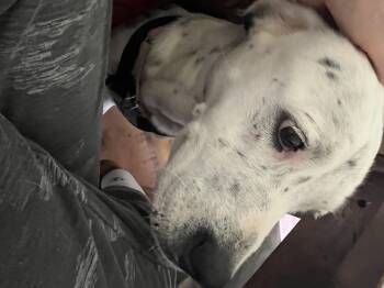 Darla -  Dalmatian and Labrador Retriever Dog for Adoption in Mabank, Texas - Darla | PetCurious
