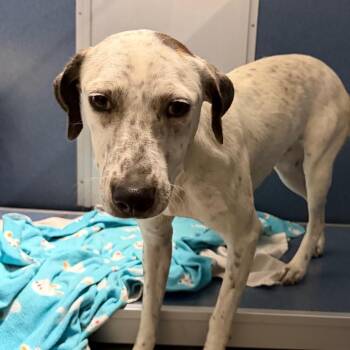Sherri (AG26-107) -  Mixed Breed Dog for Adoption in Peyton, Colorado - Sherri (AG26-107) | PetCurious