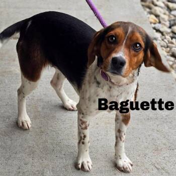 Beagle Dogs Available for Adoption in Gladstone, Michigan - Baguette 260263 | PetCurious