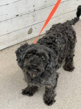 CHARLIE -  Terrier Dog for Adoption in San Bernardino, California - CHARLIE | PetCurious