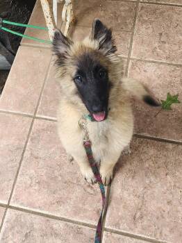Belgian Shepherd Tervuren Dogs Available for Sale in Dyer, Tennessee - Leroy  | PetCurious