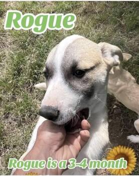 Great Pyrenees and Shepherd Dogs Available for Adoption - Rouge | PetCurious