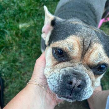 Lela -  French Bulldog Dog for Adoption in Huber Heights, Ohio - Lela | PetCurious