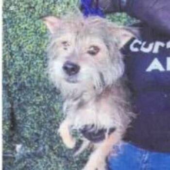 Terrier Dogs Available for Adoption - Hitclip | PetCurious